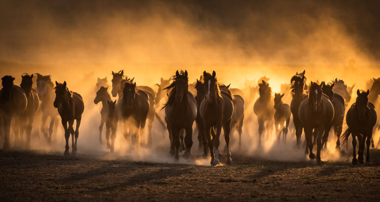 Cappadocian Horses